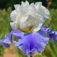 'Tall Cool One' Schreiner 2005